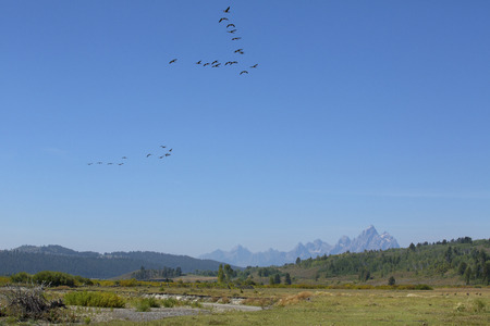 Flock of geese in flight in a blue sky over the Buffalo Fork River, with Teton mountains in the...