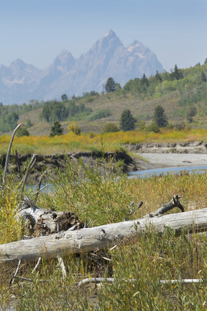 Bleached wood on riverbank of the Buffalo Fork River in northern Jackson Hole, Wyoming, with peaks of the Grand Teton mountain range in the background, vertical image.の写真素材