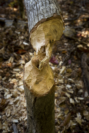 Two parts of a tree, gnawed through by a beaver, are still connected on the shore of Russell Pond in New Hampshire's White Mountains, near Woodstock.の写真素材