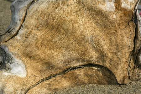 Closeup of an old stump of bleached driftwood, with a brown stain of ornamental scrollwork, embedded in the sand at Flagstaff Lake in northwestern Maine.の写真素材