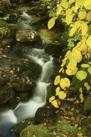Colorful fall foliage of a hobblebush shrub and flowing water of East Pond Brook in the White Mountains of New Hampshire.の写真素材