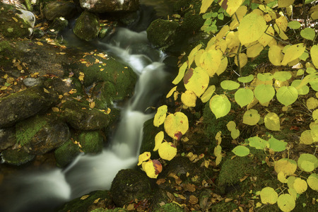 Colorful fall foliage of a hobblebush shrub and flowing water of East Pond Brook in the White...