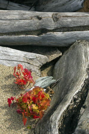 Red fall foliage of a small cluster of maple seedlings among bleached and striped logs of curving driftwood on the beach at Flagstaff Lake in northwestern Maine.の写真素材