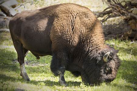 American bison, (Bison bison) or buffalo, grazing in open woods of Yellowstone National Park,...