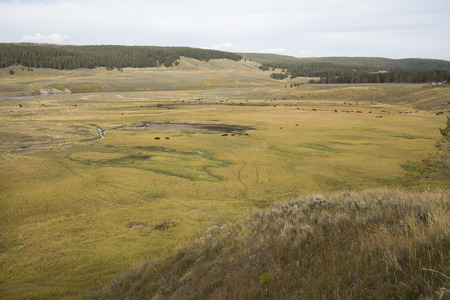Herd of buffalo, Bison bison, in the distance on the yellowing grassy plains of Hayden Valley in Yellowstone National Park, Wyoming, in late summer.の写真素材