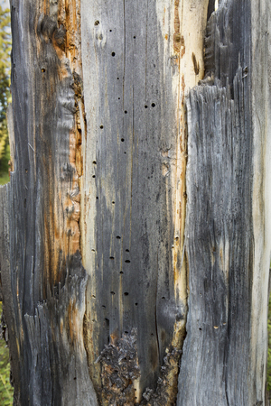 Standing dead tree with patterns in the underlying wood, Yellowstone National Park, Wyoming.の写真素材