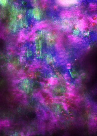 Purple and green micrograph abstract of marine algae from Niantic, Connecticut on Long Island Sound. Made with a polarizing microscope at 100x. Birefringence of the algae cell walls produces colors that vary according to the orientation of the cells with の写真素材