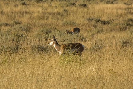 Small herd of pronghorns grazing in a field of grasses in Jackson Hole, Wyoming.の写真素材