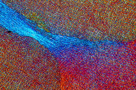 Sea lettuce marine algae, shown in a polarizing micrograph abstract. Scientific name: Ulva lactuca,...