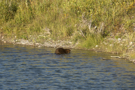 Beaver (Castor canadensis) in water of the Snake River below Jackson Lake dam in Grand Teton National Park, Wyoming.の写真素材