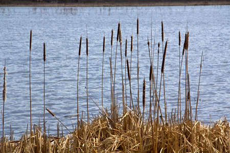 Cattails in early spring in the marsh, Great Meadows National Wildlife Refuge, Concord, Massachusetts. Scientific name is Typha latifolia.の写真素材