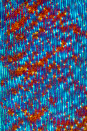 Polarizing micrograph of leaf cells in Fontinalis moss from Connecticut, taken at 100x.の写真素材