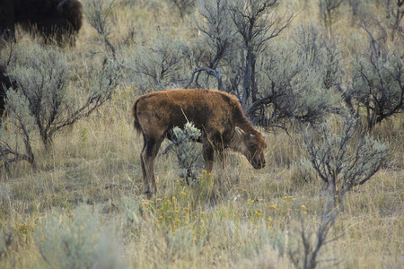 Bison calf stands alone, grazing in the sagebrush grasslands of the Lamar Valley in Yellowstone National Park, Wyoming.の写真素材