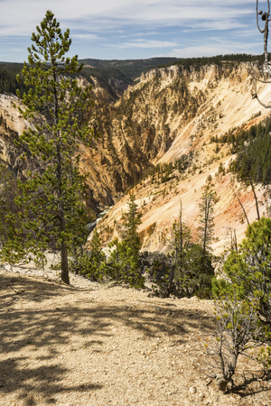Steep and deep cut into the Grand Canyon of the Yellowstone River, with yellow cliffs, blue sky, green pines, and the river far below.の写真素材