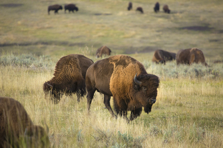 Part of a herd of bison grazing in the sagebrush plains of the Lamar Valley in Yellowstone National Park, Wyoming, while one large bison approaches.の写真素材