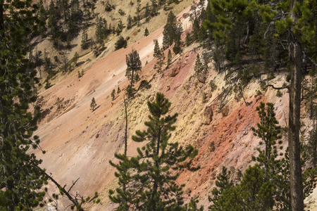 Steep and deep cliffs of the Grand Canyon of the Yellowstone River, with pink and yellow stains, and green pines.の写真素材