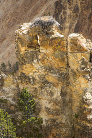 Eagle's nest on top of near wall of a steep drop into the Grand Canyon of the Yellowstone River, with pink cliffs on the opposite shore.の写真素材