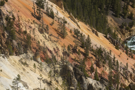 Steep and deep ravine of the Grand Canyon of the Yellowstone River, with yellow and pink cliffs, green pines, and a small corner of rapids in the river below.の写真素材