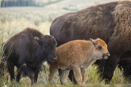 Two young bison walking in the sagebrush grasslands of the Lamar Valley in Yellowstone National Park, Wyoming.の写真素材
