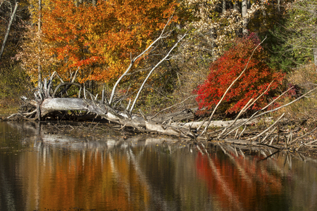 Telephoto view of dead tree and bright reflections of vibrant fall foliage on the shoreline of Mansfield Lake in Connecticut.の写真素材