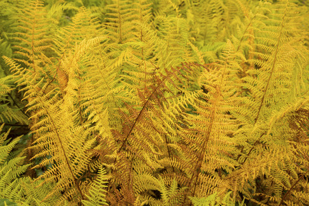 Vibrant yellow leaves of dense hayscented ferns on a rainy fall day in the woods near Rangeley, Maine.の写真素材
