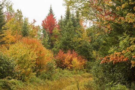 Rainy day fall foliage on the shoreline of Sturdevant Pond in Magalloway, Maine, part of the Rangeley Region of wilderness forests in the northwestern part of the state.の写真素材