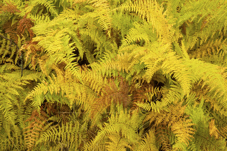 Vibrant yellow leaves of dense hayscented ferns on a rainy fall day in the woods near Rangeley, Maine.の写真素材