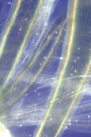 Ethereal, abstract micrograph of moss leaves, taken with a polarizing microscope at 100x.の写真素材