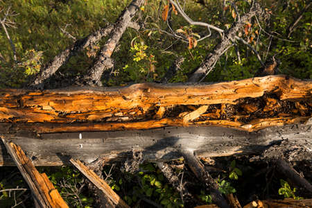 Closeup of orange heartwood of dead pine tree on bank of the Lamar River in Yellowstone National Park; Wyoming.の写真素材