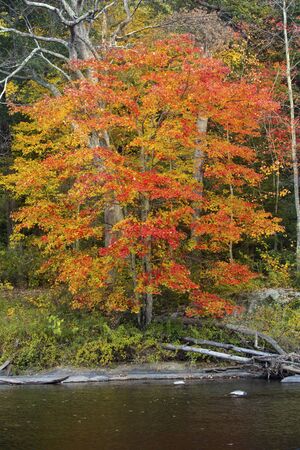 Colorful fall foliage of a single red maple tree, Acer rubrum, along the Farmington River in Canton, Connecticut.の写真素材