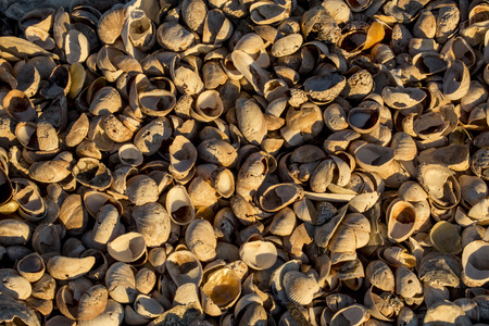 Closeup of piles of mollusk shells on the beach at Milford Point, Connecticut.の写真素材