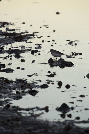 A solitary dunlin, Calidris alpina, probes the mudflat of Milford Point, Connecticut in late fall.の写真素材