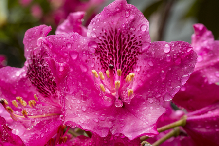 Magenta flowers of Rhododendron with drops of water on the petals from a late spring shower.の写真素材