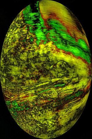 Abstract, yellow and green moss leaves in oval vignette on black background, resembling an egg in...