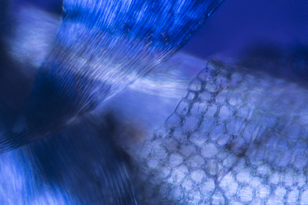 Ethereal blue abstract of  moss leaves, Platygyrium repens, in digitally manipulated micrograph at...