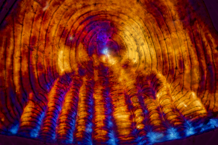 Colorful, abstract micrograph of fish scale, with polarization at 100x.の写真素材