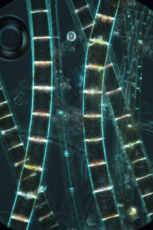 Dark, murky image of filamentous algae glowing like rungs on a ladder, in an abstract micrograph at 100x with polarization.の写真素材