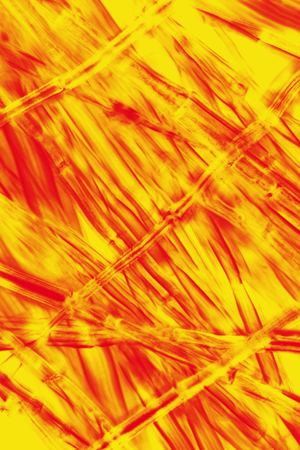 Fiery, abstract micrograph of fibers from fruit ball of a sycamore tree, with polarization at 100x.の写真素材