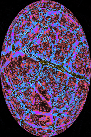 Abstract micrograph of blue and lavender veins of a dead leaf in oval vignette on black background, resembling an egg, digitally manipulated at 40x.の写真素材