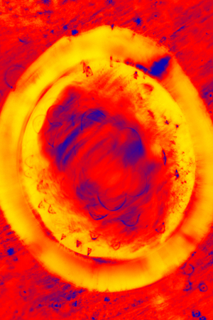 Abstract, colorful parts of a composite flower and a water ring in digitally manipulated micrograph...