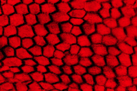 Abstract, colorful parts of a composite flower, like a honeycomb in digitally manipulated micrograph...