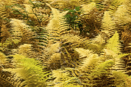 Brilliant orange and yellow autumn leaves of hayscented ferns, Dennstaedtia punctilobula, in Bigelow Hollow State Park in Union, Connecticut.の写真素材