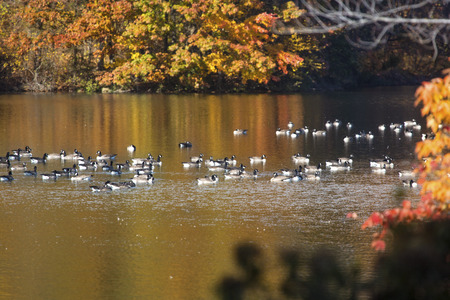 Flock of Canada geese float on waters of West Hartford Reservoir in Connecticut, which is reflecting bright autumn foliage.の写真素材