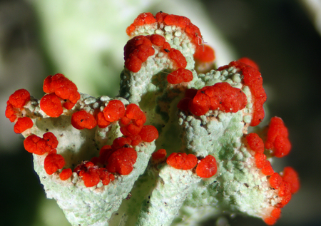 Cladonia pleurota, a fruticose lichen from Connecticut. This symbiotic organism is commonly called British soldier. The red apothecia produce the spores of the fungus symbiont.の写真素材