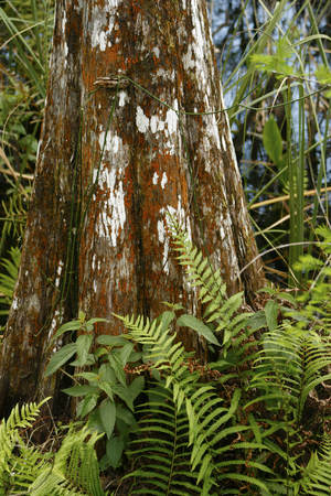 Base of a bald cypress tree, Taxodium distichum, in Corkscrew Swamp, Florida.の写真素材