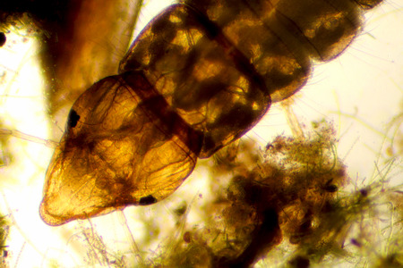 Micrograph of a gnat larva in pond water from Connecticut taken at 20x.