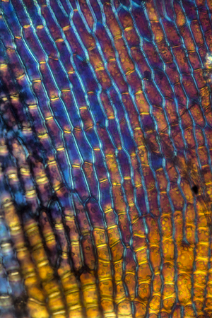 Cells from the base of a leaf from the broom moss, Dicranum scoparium. Polarization micrograph taken at 100x.の写真素材