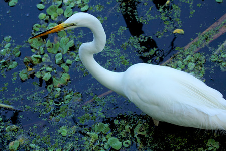 Great white egret with its neck outstretched, fishing in a lettuce swamp in the everglades of Florida. Scientific name is Ardea alba.の写真素材