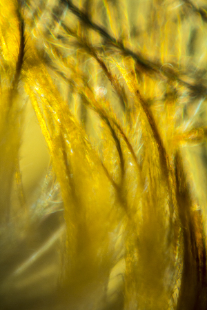 Abstract polarized micrograph at 100x of parts from a bumble bee. There are yellow bristles from in focus to blurred.の写真素材