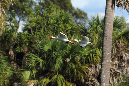 Two white Ibis (Eudocimus albus) flying with palms in the background at Fort DeSoto State Park in St. Petersburg, Florida.の写真素材
